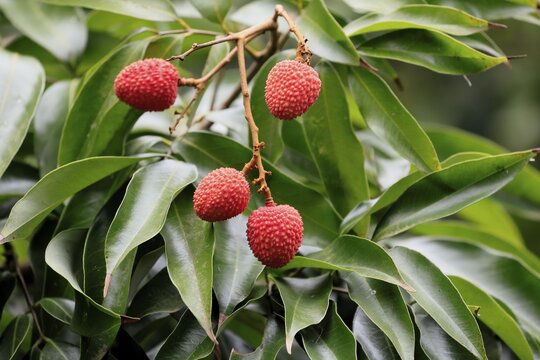 Lychee tree (Litchi chinensis), lychee tree, fruit, ripe, on the tree, foliage, Monzi, KwaZulu-Natal, South Africa