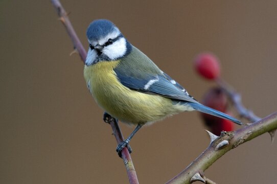 Blue tit, parus caeruleus, autumn, birds, autumn, tits, passeri, songbirds, songbirds, tits, birds