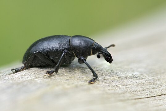 Carrot weevil, curculionidae, chervil weevils, liparus coronatus, weevils, beetles, coleoptera, insects, beetles