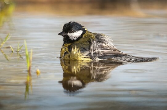 Great tit, great tit, parus major, bath, bird bath, birds, tit, passeri, songbirds, songbirds, tits, potions, birdbath, birds, watering place
