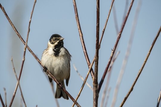 Emberiza schoeniclus, reed bunting, birds, male, passeri, songbirds, songbirds, birds