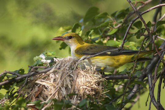 Golden oriole, oriolus oriolus, birds, Bulgaria, female, passeri, songbirds, songbirds, birds, female