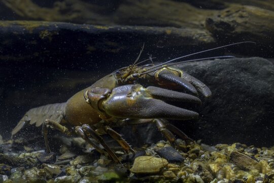 American crayfish, astacoid, astacus leniusculus, crayfish, Californian crayfish, pacifastacus leniusculus, signal crayfish