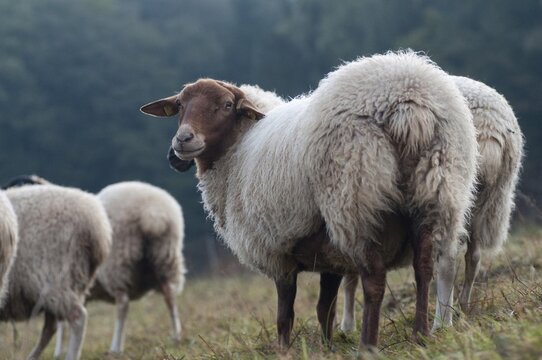 Artiodactyla, Coburg fox sheep, domestic sheep, even-toed ungulate, domestic sheep, Ovis Gmelini aries sspec.4, cloven-hoofed, domesticated animals, extensive grazing, pet, mammals, sheep, sheep, mammals, wild pastures