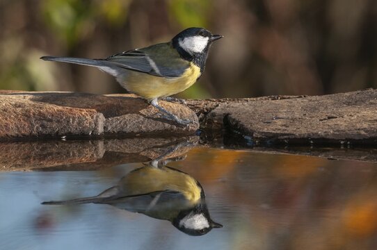 Great tit, great tit, parus major, bath, bird bath, birds, tit, passeri, songbirds, songbirds, tits, potions, birdbath, birds, watering place