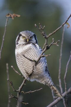 Hawk owl, sparrow owl, surnia ulula, birds, owls, high size, portrait format, northern hawk owl, owls, strigiformes, birds