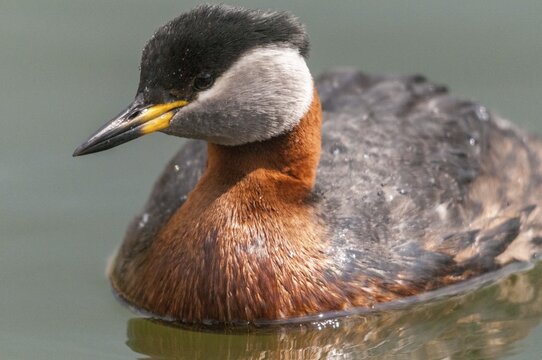 Podiceps grisegena, red-necked grebe, red-necked grebe, birds, grebe, podicipedidae, divers, birds, waterbirds, waterbirds