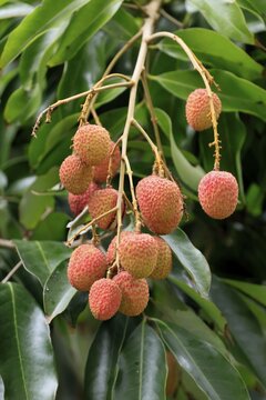 Lychee tree (Litchi chinensis), lychee tree, fruit, ripe, on the tree, foliage, Monzi, KwaZulu-Natal, South Africa