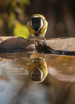 Great tit, great tit, parus major, bath, bird bath, birds, high size, portrait format, tits, passeri, songbirds, tits, drinking water, birdbath, birds, watering place