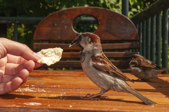 House sparrow, house sparrow, passerine domesticus, sparrow, birds, feeding, male, passeri, songbirds, sparrow, sparrow, sparrow, sparrow, sparrow, sparrow, birds