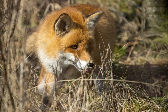 Carnivora, predators, red fox, vulpes vulpes, fox, mammals, raptors, mammals, mammals