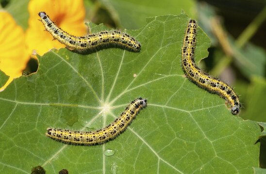 Large white, Pieris brassicae, butterfly, insects, caterpillar, butterfly, butterflies