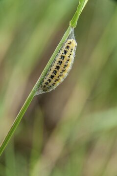 Blood droplets spec., ram spec., zygaenidae, burnet, butterfly, high size, portrait, inchworm, insects, moths, moths, moths, moth, caterpillar, butterfly, pupation