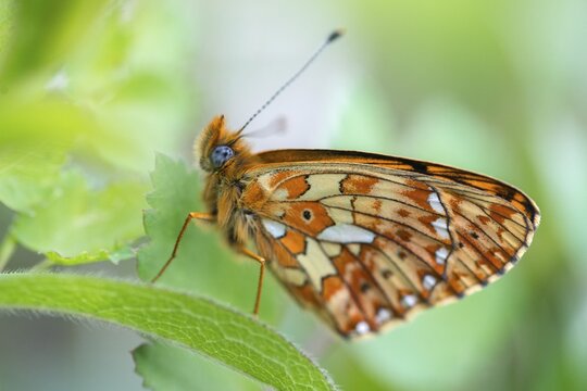 Boloria euphrosyne, clossiana euphrosyne, spring mother-of-pearl butterfly, pearl-bordered fritillary, silverspot pearl butterfly, butterfly, insects, butterfly, butterflies, butterflies, butterflies