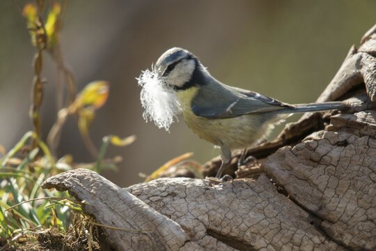 Blue tit, parus caeruleus, birds, feathers, tits, nest building, passeri, songbirds, tits, birds