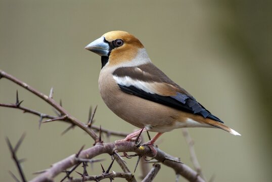 Coccothraustes Coccothraustes, Hawfinch, Heartbiters, Birds, Passeri, Songbirds, Birds