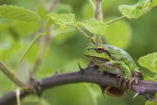 Eastern tree frog, hyla orientalis, tree frog, amphibians, amphibians, Bulgaria, frog, frog, amphibian, eastern tree frog