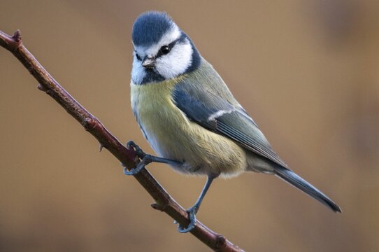 Blue tit, parus caeruleus, birds, tits, passeri, songbirds, songbirds, tits, birds