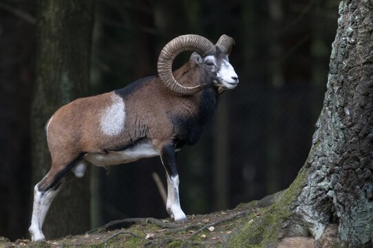 Artiodactyla, even-toed ungulate, mouflon, mouflon, mouflon, ovis gmelini musimon, cloven-hoofed, mammals, sheep, mammals, rams, game