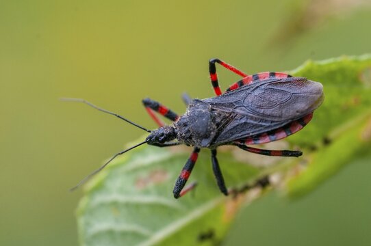 Ringed murder bug, heteroptera, murder bug, red-banded assassin bug, reduviidae, rhinocoris annulatus, rhynocoris annulatus, insects, predatory bugs, bedbugs