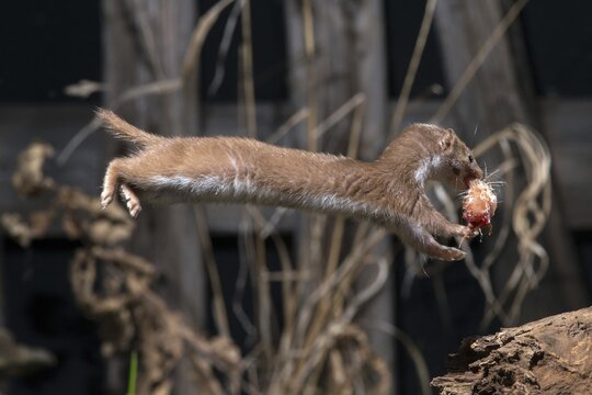 Carnivora, least weasel, mouse weasel, mustela nivalis, predators, prey, bolt, capture, hunting, hunting, mammals, raptors, jump, mammals