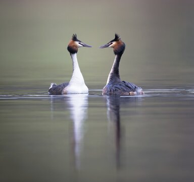 Great Crested Grebe (Podiceps cristatus), courting pair, Zurich, Switzerland