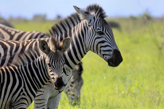 Burchell's zebra (Equus quagga burchelli), Burchell's zebra, adult, female, young, mother, social behaviour, two animals, portrait, Kruger National Park, South Africa