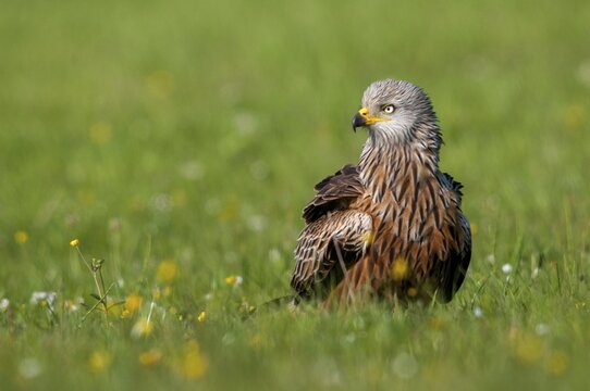 Accipitriformes, Milan, Milvus Milvus, Red Kite, Red Kite, Birds of Prey, Raptor, Raptors, Bird Strikes, Birds