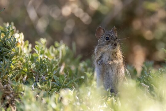 Four-striped grass mouse or four-striped grass rat (Rhabdomys pumilio), South Africa