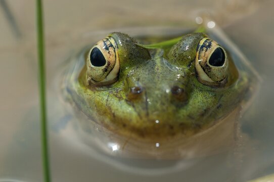 Green frog, pelophylax spec., rana spec., water frog, amphibians, amphibians, frog, frog, frogs, amphibians