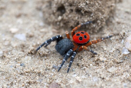 Eresus cinnaberinus, ladybird spider, arachnids, Bulgaria, male, spiders, spiders, spiders