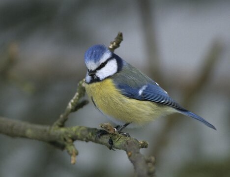 Blue tit, parus caeruleus, birds, tits, passeri, songbirds, songbirds, tits, birds