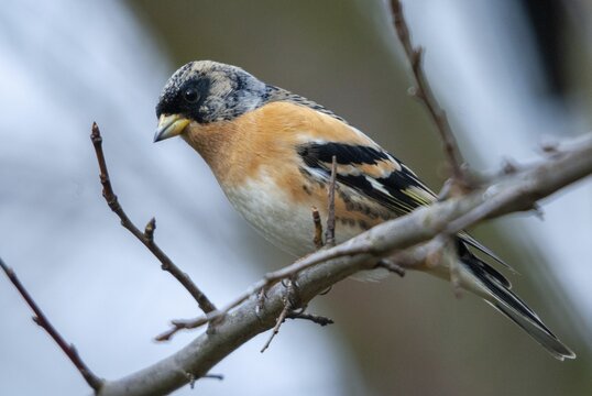 Mountain finch, brambling, fringilla montifringilla, birds, male, passeri, songbirds, birds