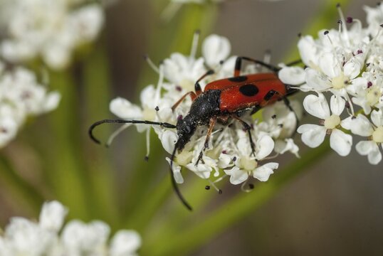 Longhorn beetle spec., Nustera distigma, beetle, longhorn beetle, Extremadura, insects, beetles, Spain