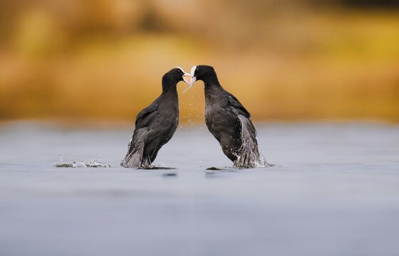 Coots (Fulica atra) fighting over territory, Zurich, Switzerland
