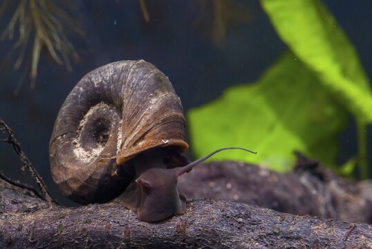 Great Ram's Horn snail, planorbarius corneus, posthorn snail, gastropod, mollusca, snails, molluscs