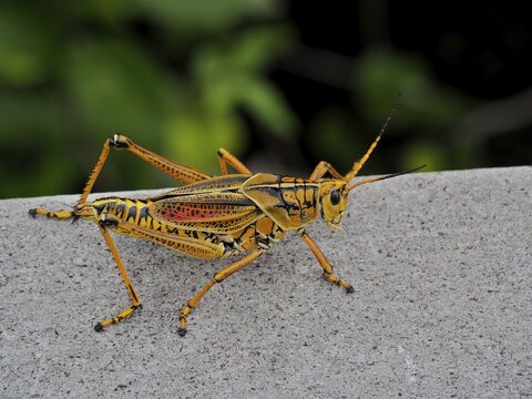 A yellow grasshopper, short-fingered grasshopper (Romalea microptera), sitting on a grey surface. Everglades National Park, Florida, USA