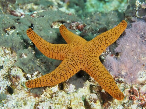 Bright orange-coloured starfish, Indian starfish (Fromia indica), stands out against the reef. Dive site Toyapakeh, Nusa Ceningan, Nusa Penida, Bali, Indonesia