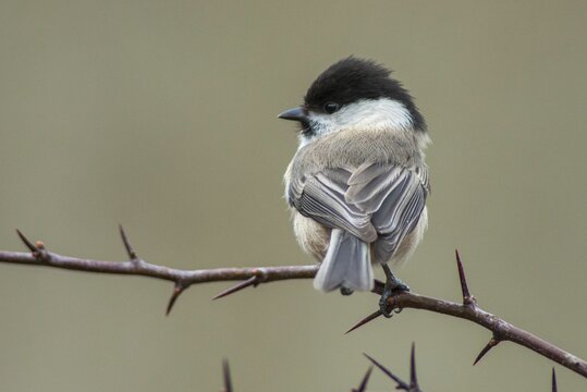 Parus montanus, poecile montanus, willow tit, birds, tit, passeri, songbirds, songbirds, tits, birds
