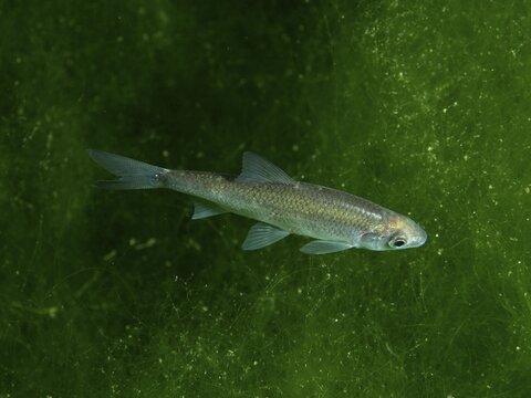 Small silver-coloured fish, streamer (Telestes souffia), swimming alone in a green underwater world, dive site Zollbr&uuml;cke, Rheinau, Canton Zurich, Rhine, High Rhine, Switzerland, Jestetten, Germany