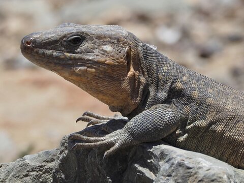 Close-up of the head of a Gran Canaria giant lizard (Gallotia stehlini) showing its scales, Gran Canaria, Spain