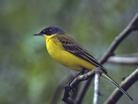 Dark-headed wagtail, motacilla flava thunbergi, Nordic sheeptail, birds, male, passeri, songbirds, birds