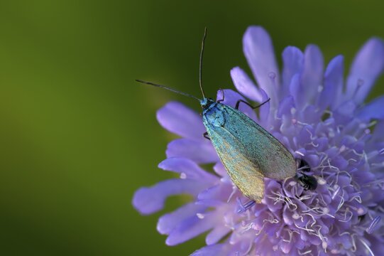 Flake green ram, green ram, jordanita globulariae, insects, moths, moths, moths, moths, scarce forester, ram
