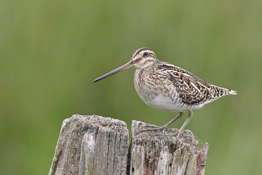 Snipe (Gallinago gallinago), standing on fence posts of a pasture, on moorland, snipe birds, wildlife, nature photography, Ochsenmoor, Naturpark D&uuml;mmer See, H&uuml;de, Lower Saxony, Germany