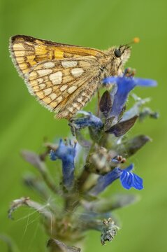 Colorful bighead butterfly butterfly butterfly carterocephalus palaemon chequered skipper