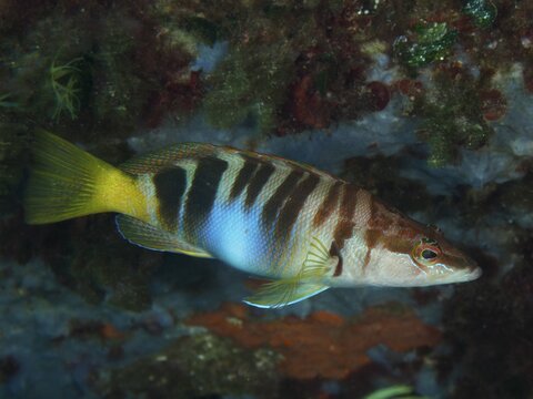 A fish with stripes, scribbled perch (Serranus scriba), swimming in front of a coloured background in the Mediterranean Sea near Hy&egrave;res, dive site Giens Peninsula, Provence Alpes C&ocirc;te d'Azur, France