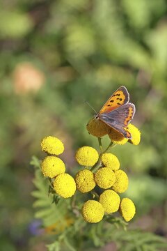 Small copper (Lycaena phlaeas) on a flower of the tansy or worm fern (Tanecetum vulgare), Wilnsdorf, North Rhine-Westphalia, Germany