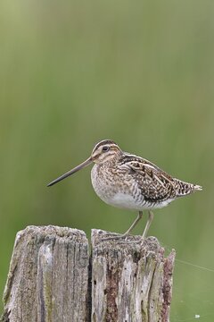 Snipe (Gallinago gallinago), standing on fence post of a pasture, on moorland, snipe birds, wildlife, nature photography, Ochsenmoor, Naturpark D&uuml;mmer See, H&uuml;de, Lower Saxony, Germany
