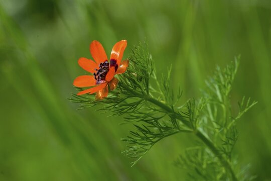 Adonis aestivalis, adonis florets, blood eye, Czech Republic, buttercup family, little devil's eye, ranunculaceae, summer adonis florets, summer blood droplets, Czech Republic, blood droplets, flora, plants, plants, summer pheasant's-eye