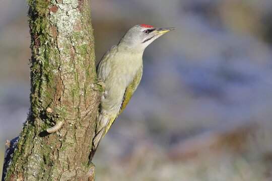 Grey-headed Woodpecker (Picus canus), a male perched on a tree trunk covered in moss and lichen whilst foraging, wildlife, woodpeckers, birds, nature photography, Wilnsdorf, North Rhine-Westphalia, Germany
